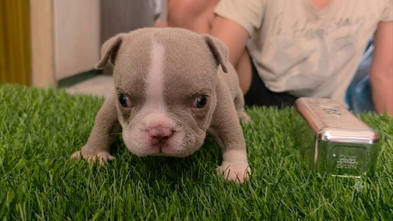 Jual Exotic Bully Puppies