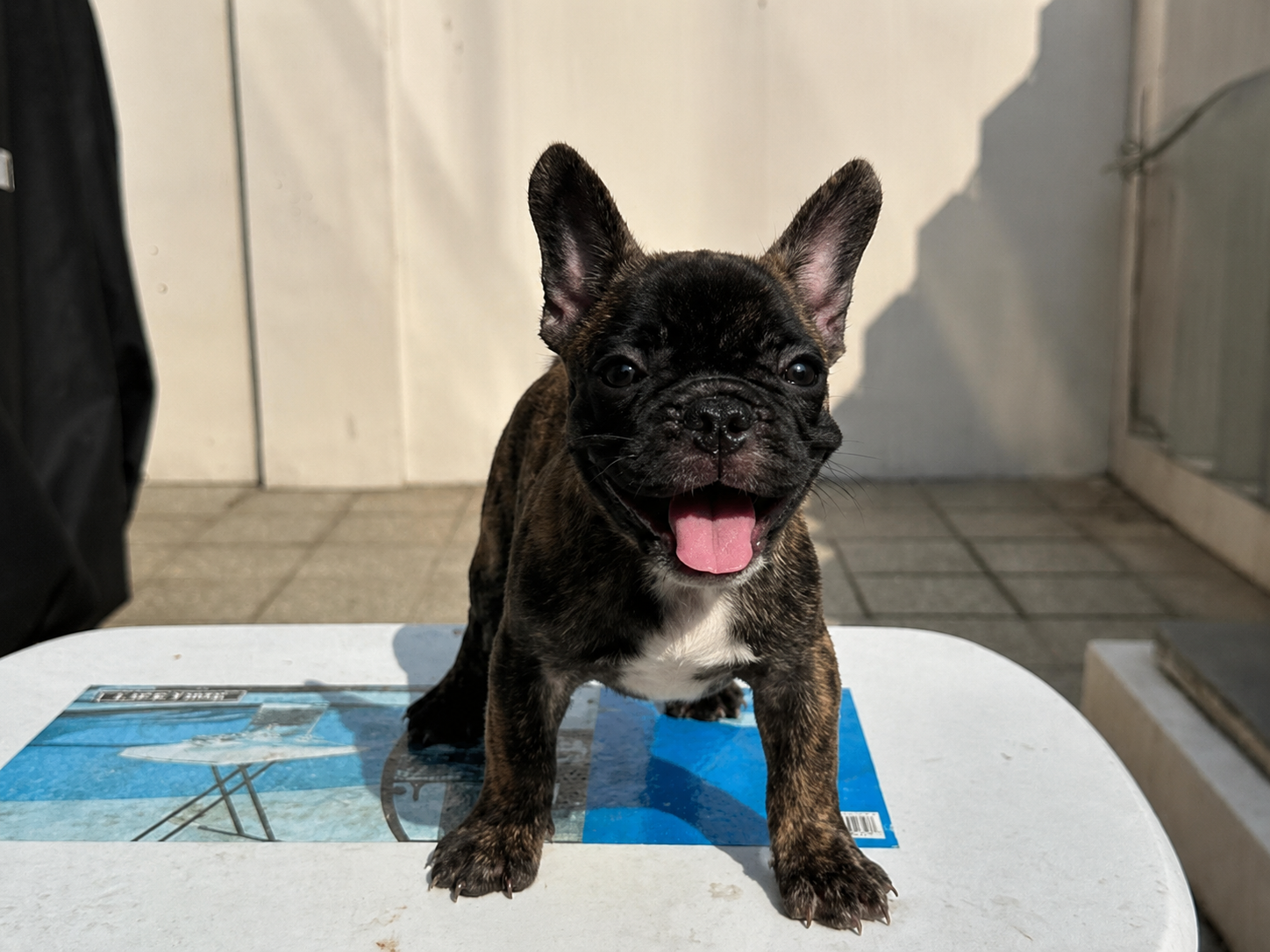 Jual French Bulldog Jantan Istimewa