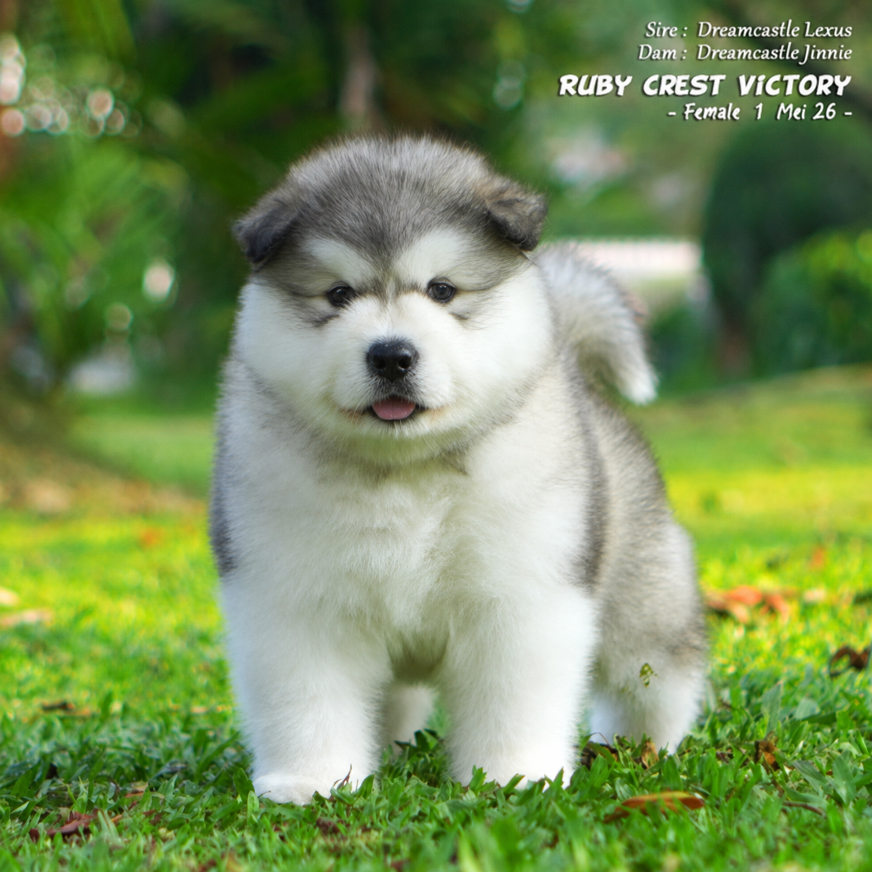 Jual 2 Baby Alaskan Malamute Super Cute, Longhair & Super High Quality