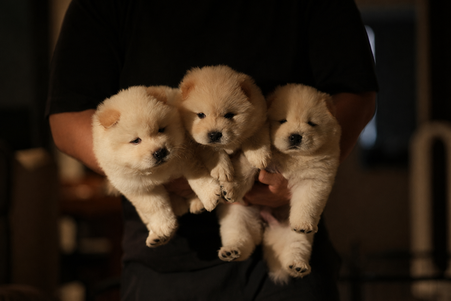 Dijual 3 Anak Anjing Chow Chow Betina Warna Cream di Serpong Tangerang