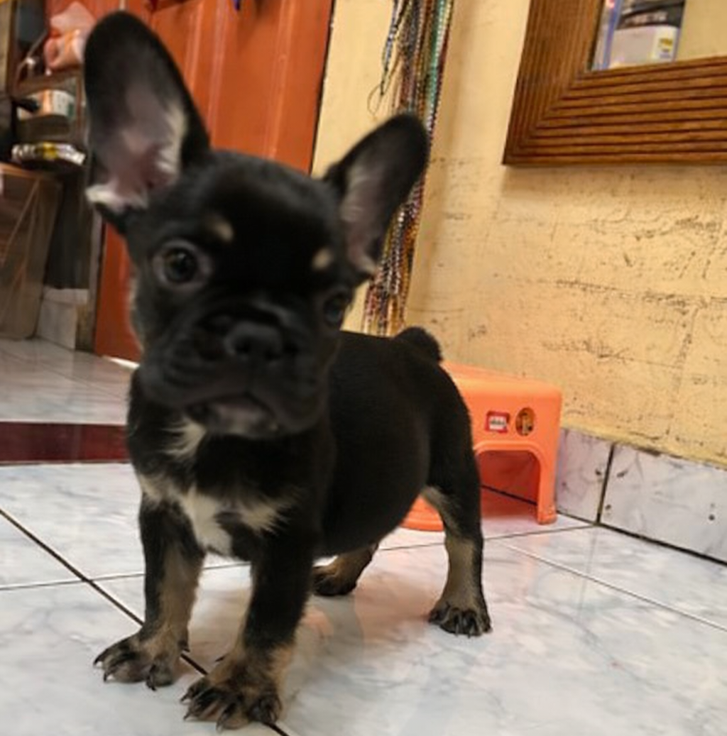 Dijual French Bulldog Jantan EXO Black Tan