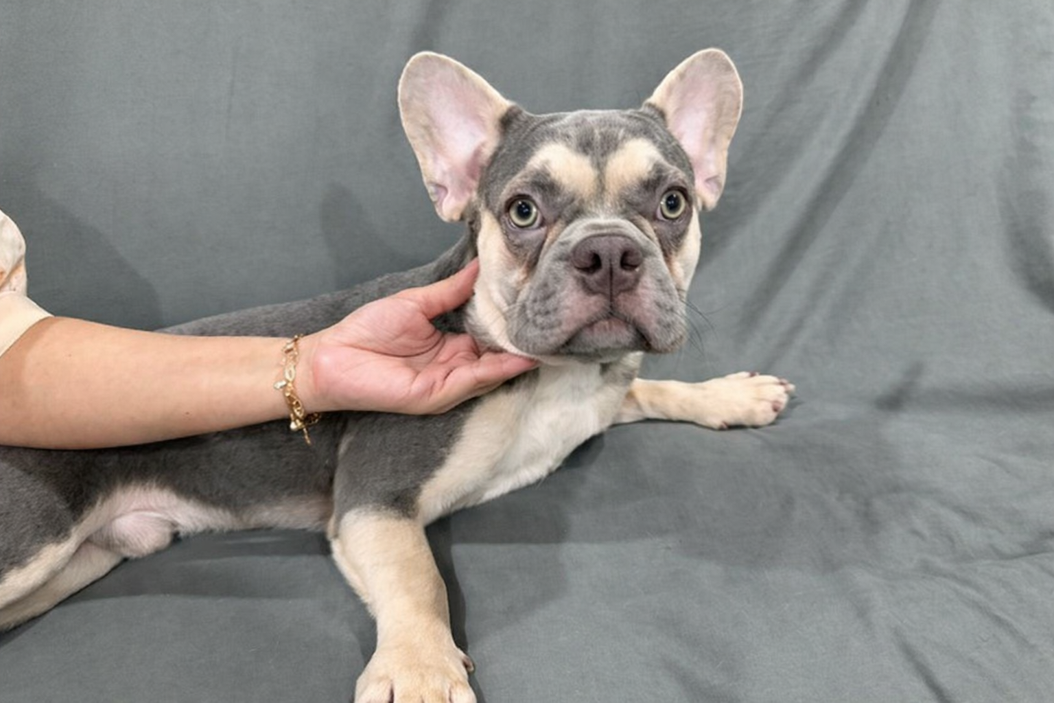Dijual French Bulldog AKC Jantan dan Betina di Bogor