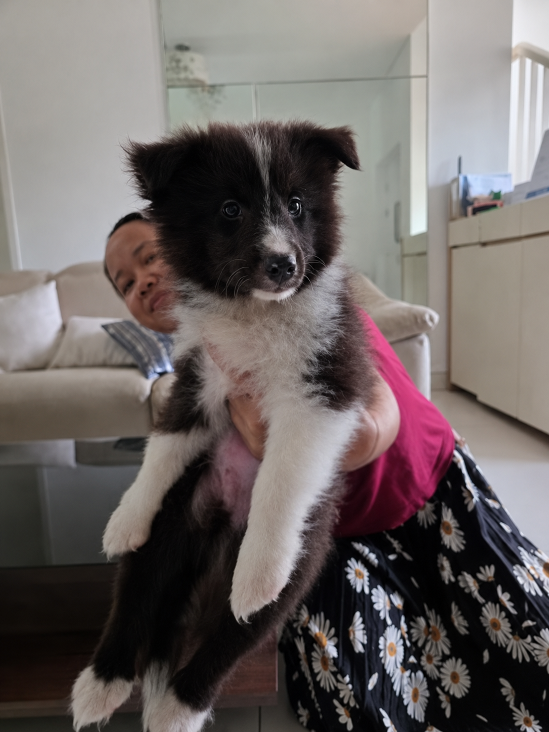 Dijual Anak Anjing Sheltie Jantan dan Betina di Jakarta
