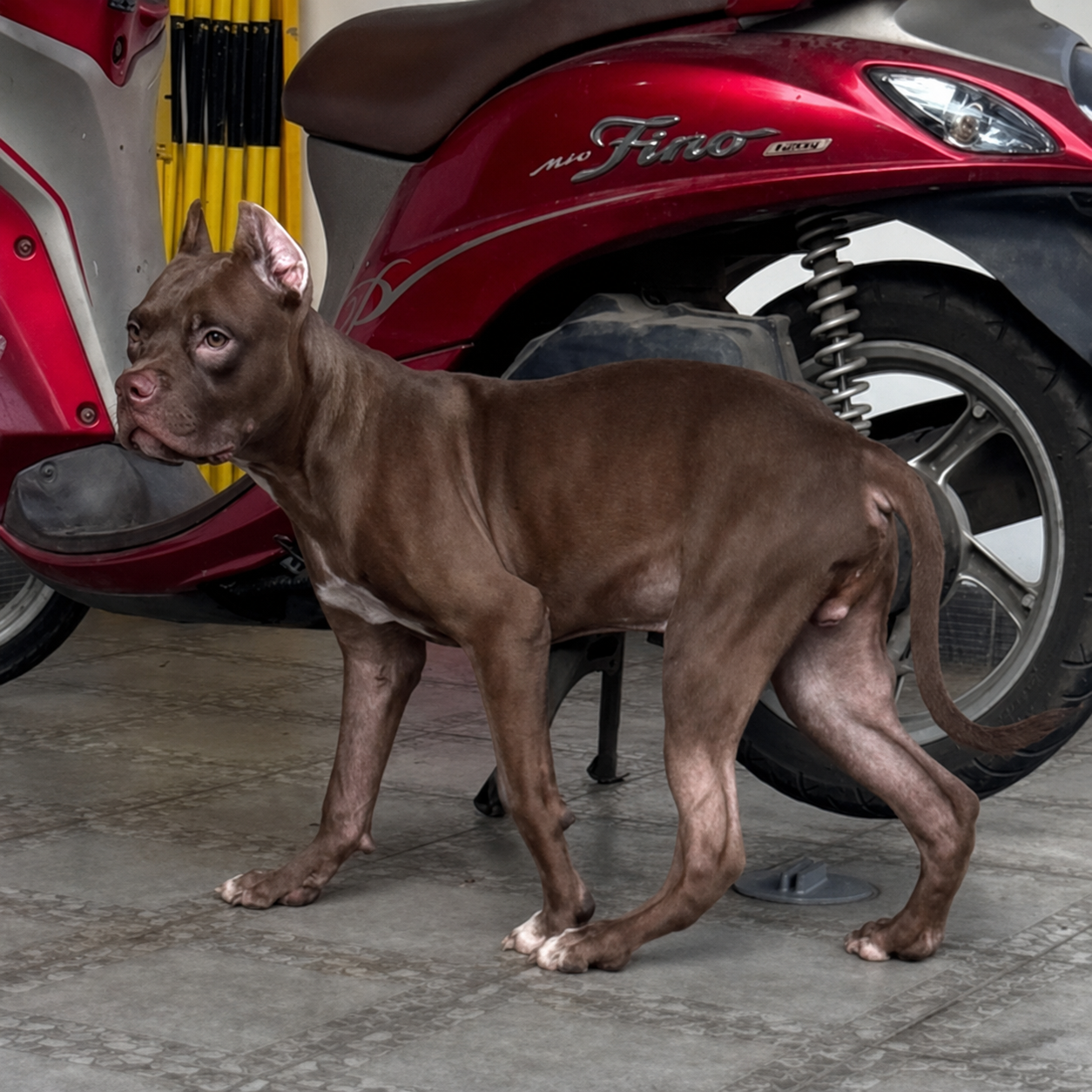 Dijual Giant Pitbull Struktur Besar di Jakarta