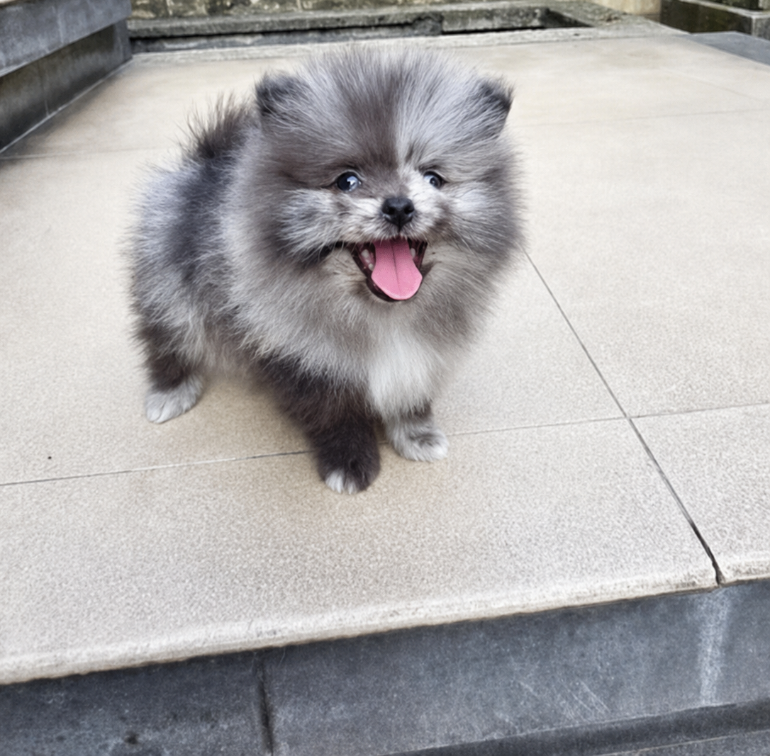 Dijual Anjing Supermini Pom Rare Jantan Blue Merle Mata Biru di Jakarta