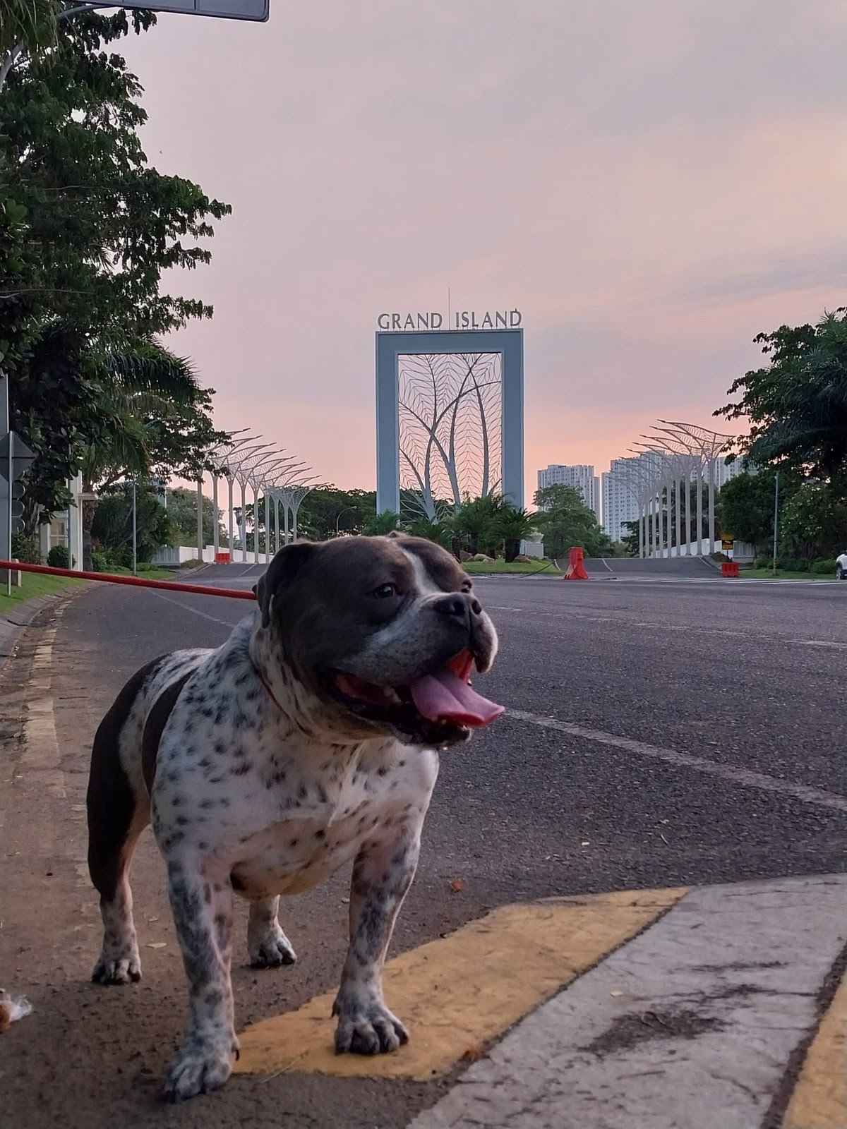 Open Adopt Anjing American Bully