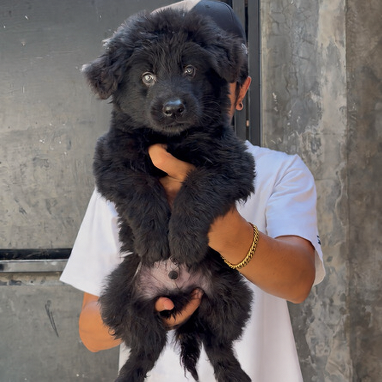 Jual German Shepherd Longhair (Herder) Showline Berkualitas di Jawa Tengah