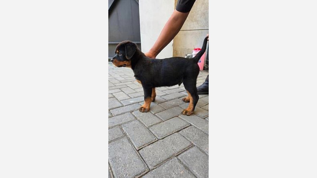 Jual 2 Puppy Rottweiler Jantan di Surabaya, Stambum