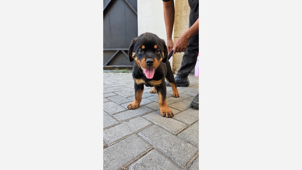 Puppy Rottweiler jantan menghadap kamera