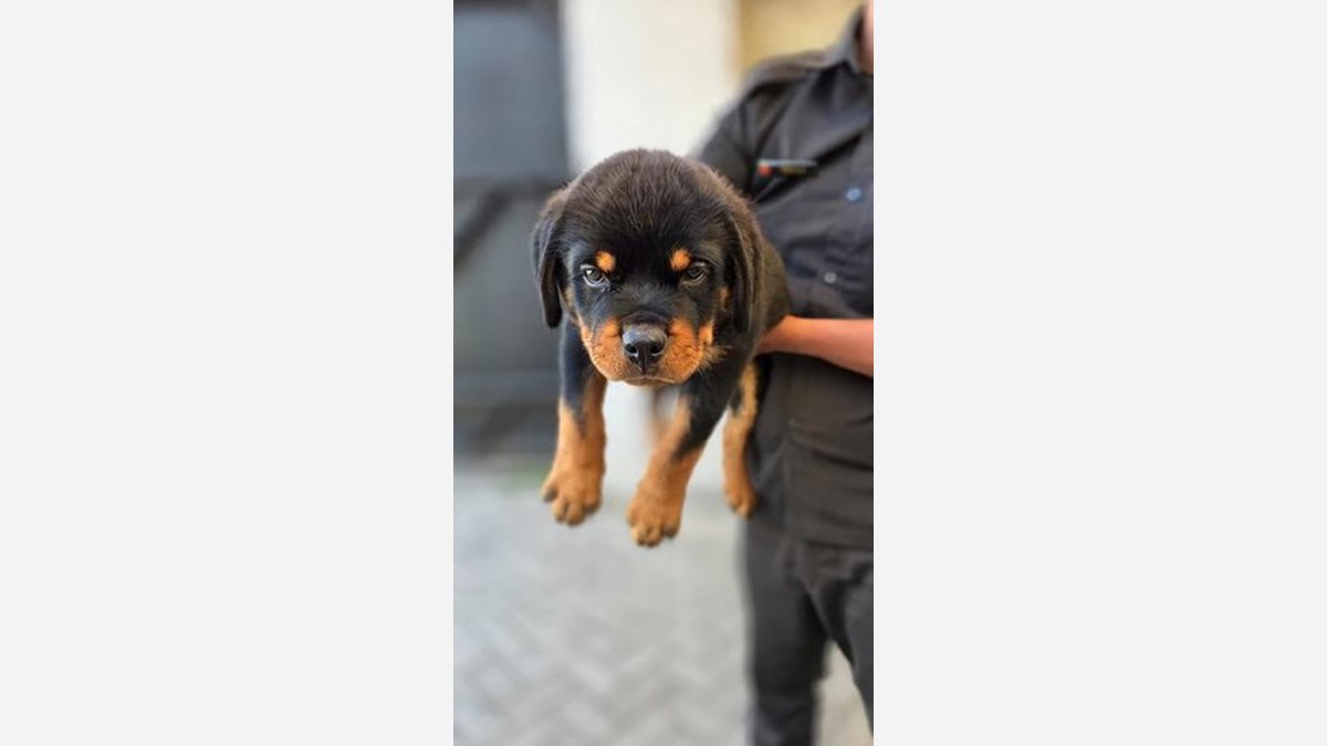 Puppy Rottweiler jantan sedang diangkat