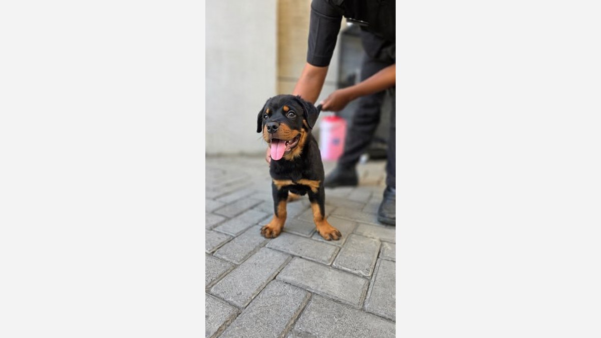 Puppy Rottweiler jantan berdiri di halaman