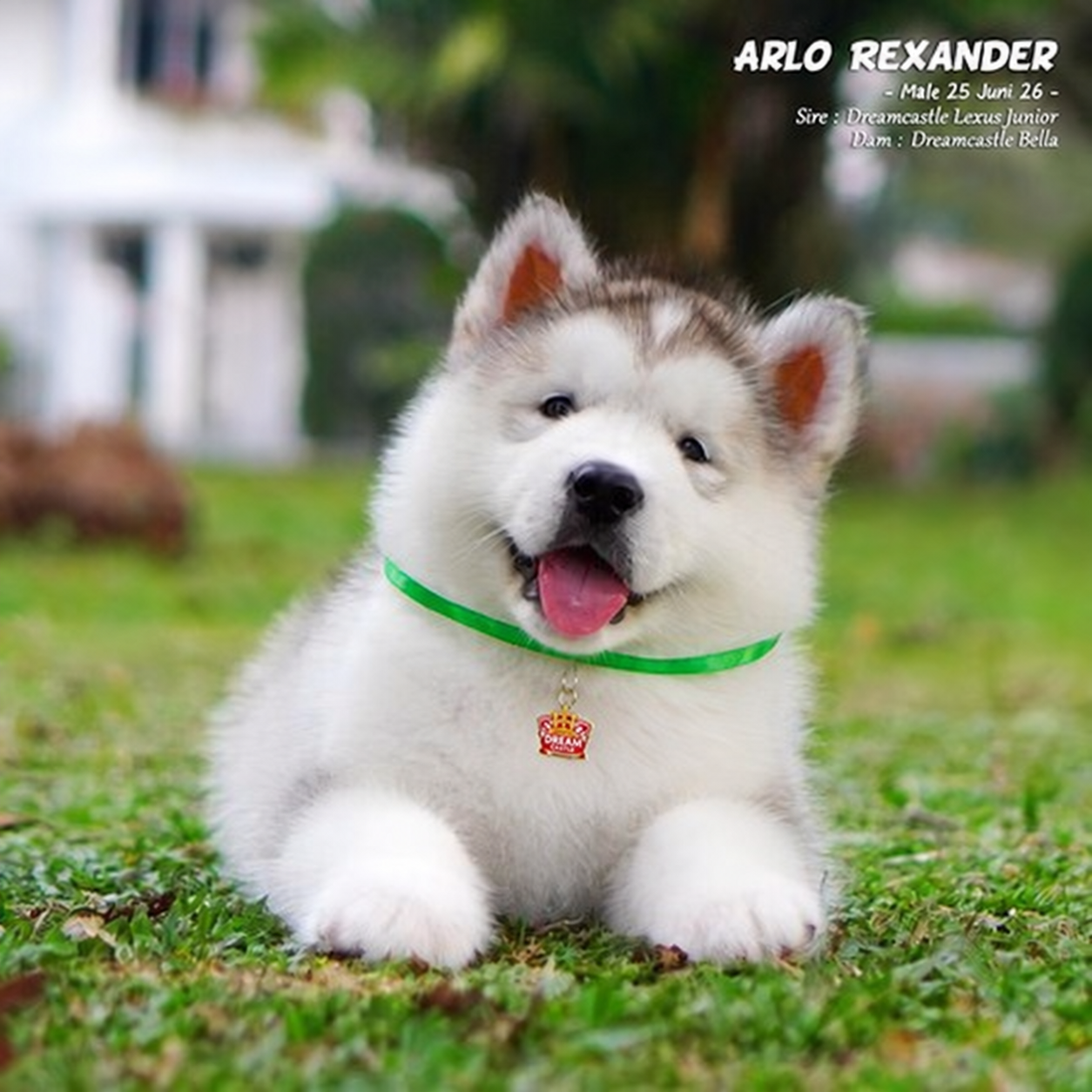 Jual 3 Alaskan Malamute Longhair Super High Quality di Bandung