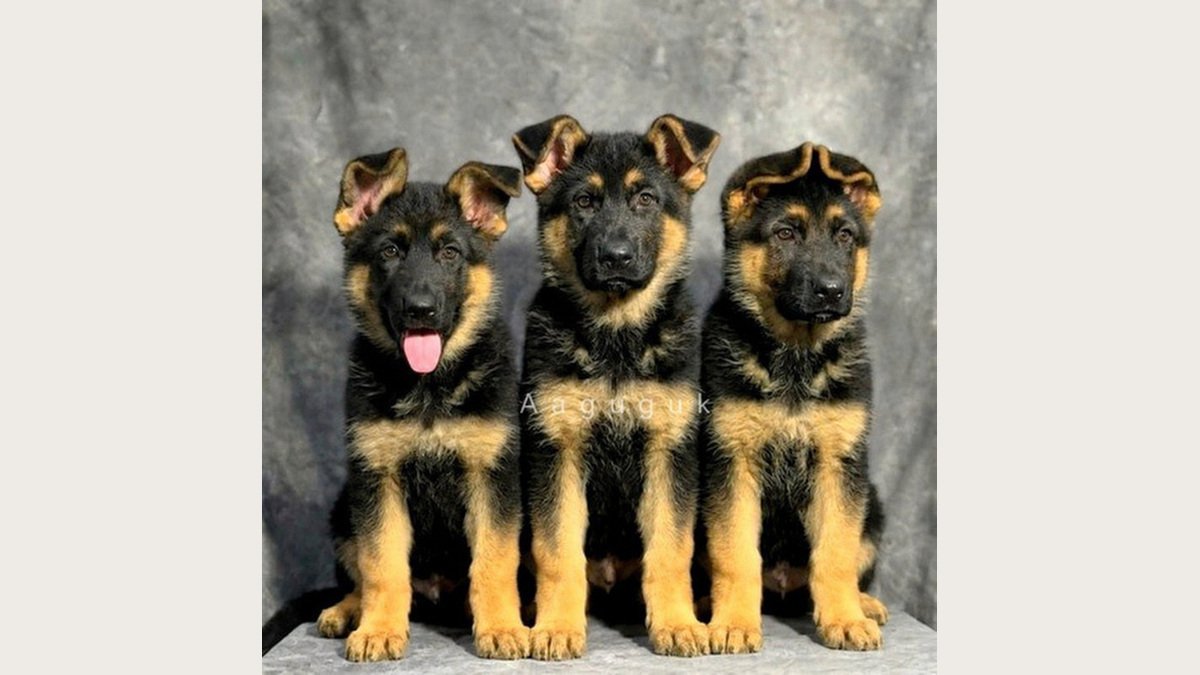 Jual Anjing German Shepherd Bandung | 3 Puppy Anjing Dijual