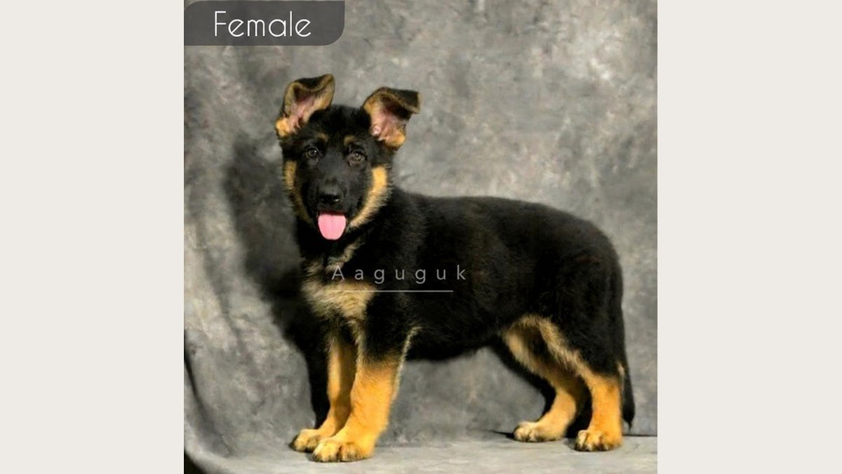 Puppy German Shepherd betina usia 2 bulan di Bandung