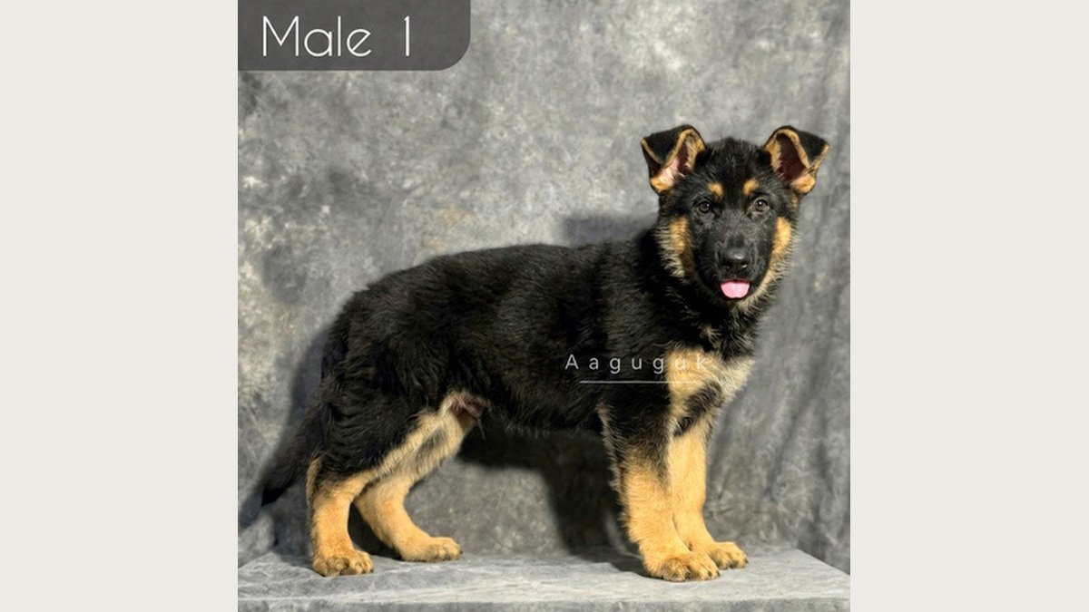 Puppy German Shepherd jantan pertama usia 2 bulan di Bandung