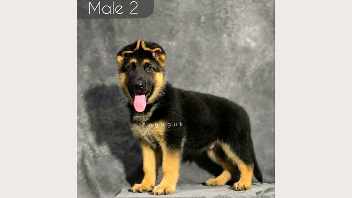 Puppy German Shepherd jantan kedua usia 2 bulan di Bandung
