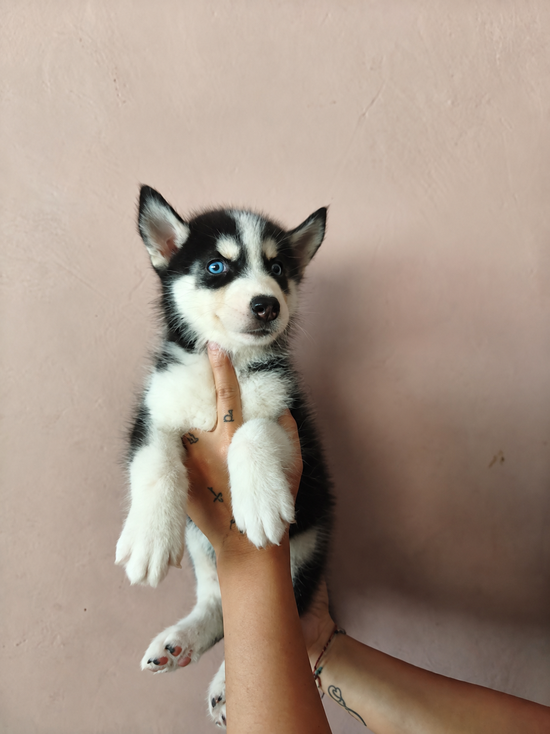 Jual 3 Siberian Husky Betina di Denpasar Bali