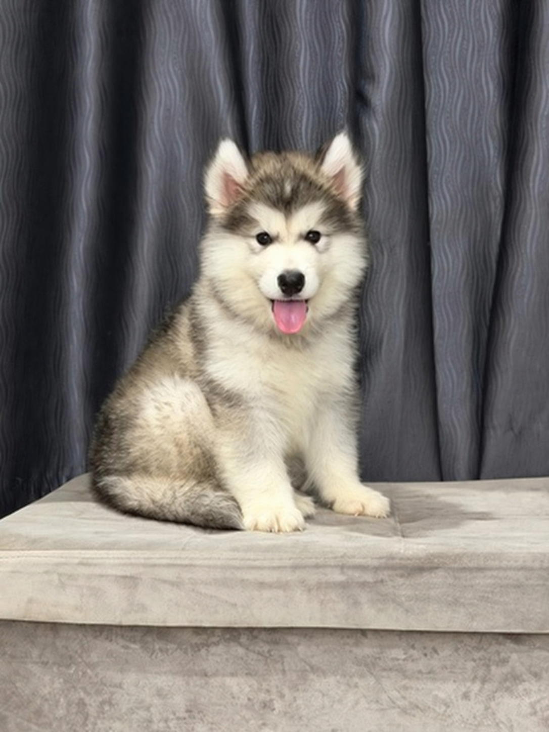 Jual Alaskan Malamute Jantan Big Bone Bloodline Thailand di Semarang