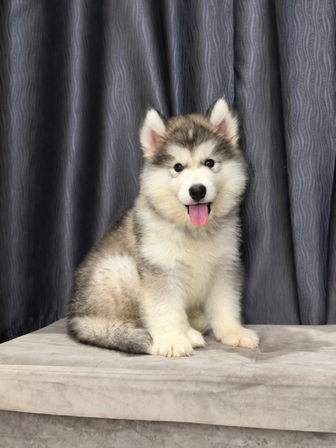 Foto Alaskan Malamute jantan big bone di Semarang 2