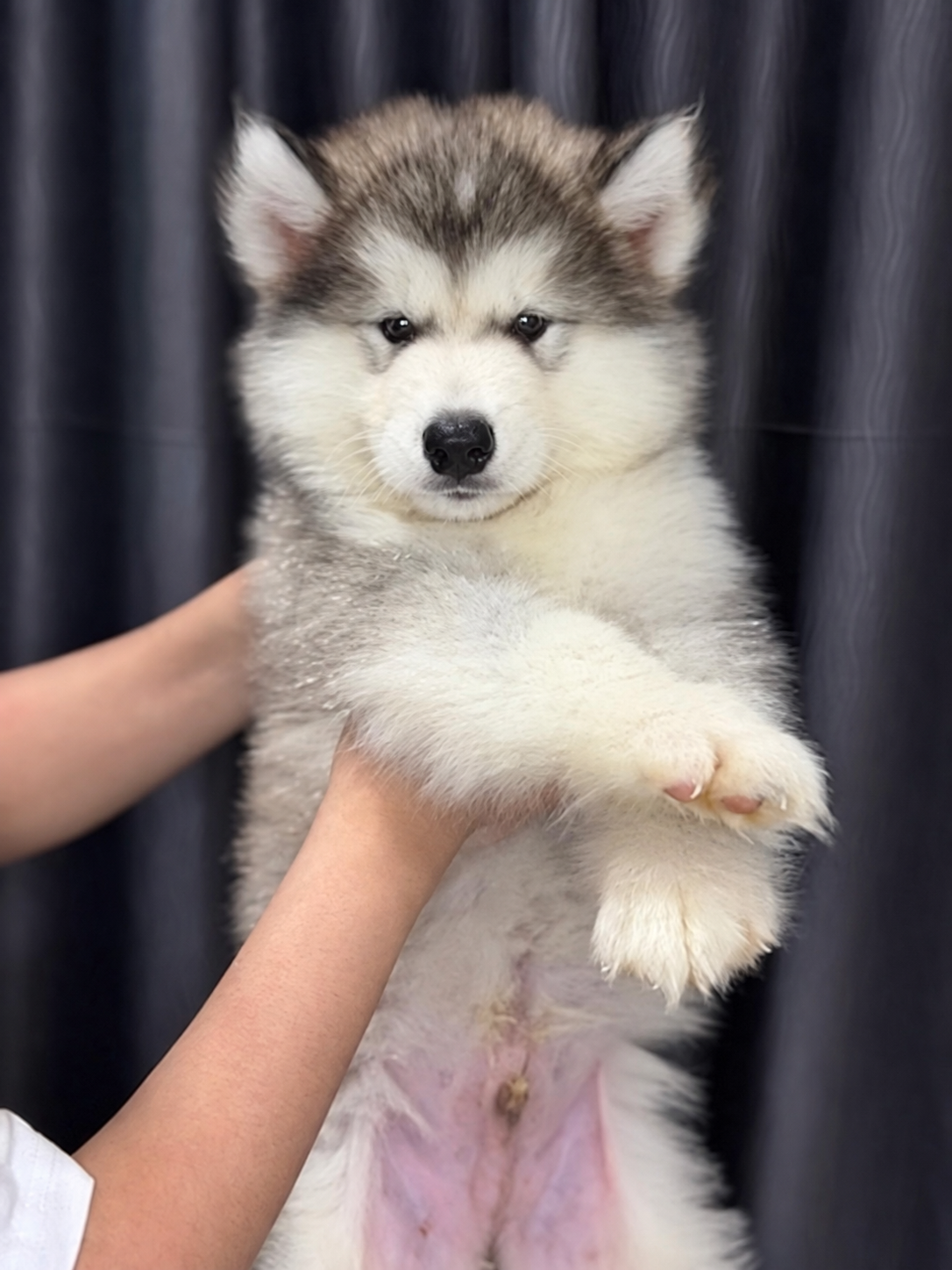 Foto Alaskan Malamute jantan big bone di Semarang 3