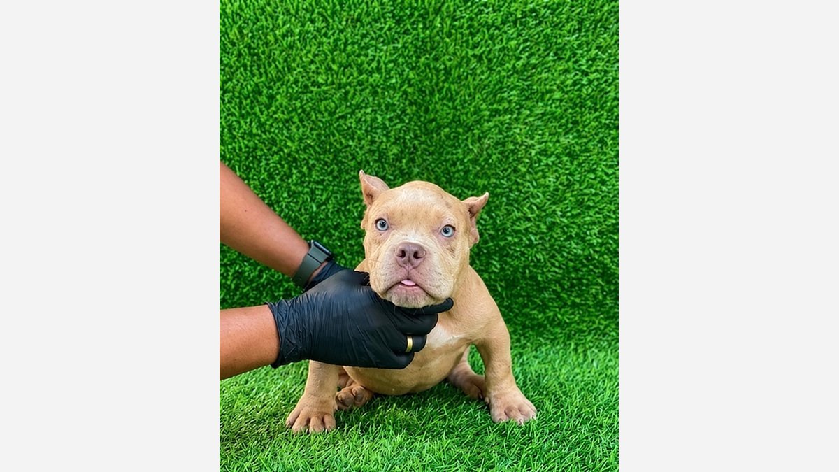 Jual American Bully Puppies Merle Exotic di Bali