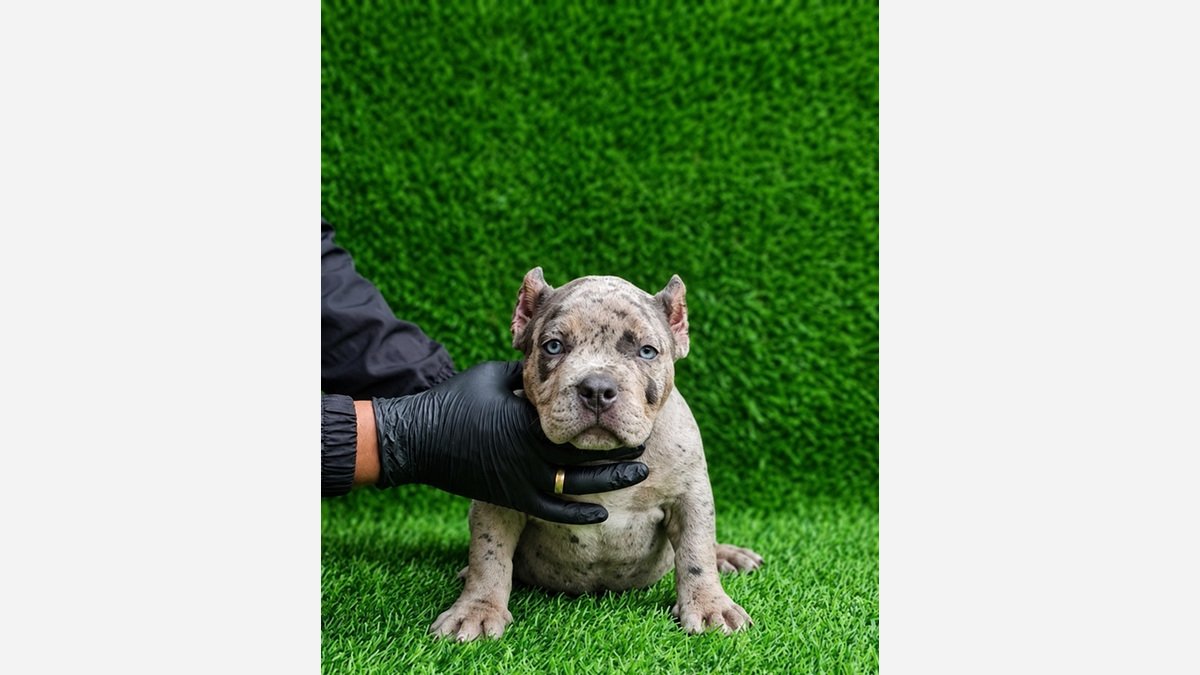 Foto kedua American Bully puppy dalam iklan Merle Exotic Bali