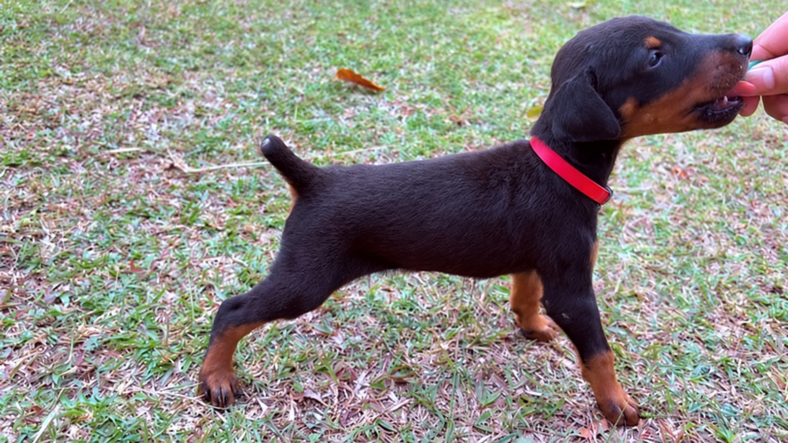 Jual Anakan Doberman Jantan dan Betina di Cijantung Jakarta Timur
