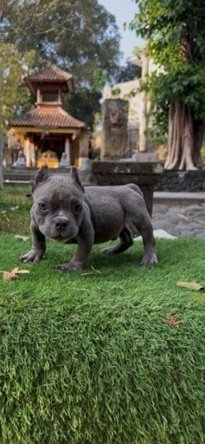 Jual Anjing American Bully Jantan | Anjing Dijual Bali