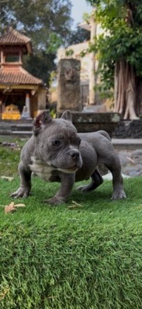 Puppy American Bully jantan warna blue berdiri di atas rumput