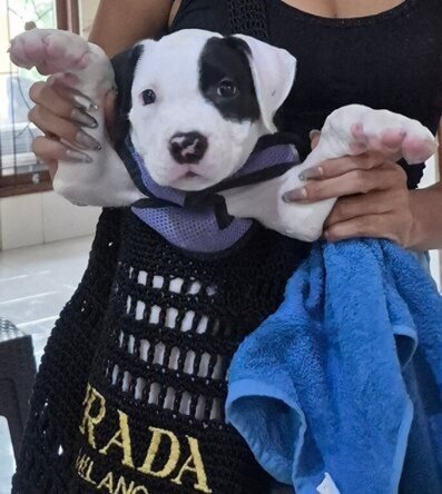 Jual Anjing American Staffordshire Terrier | Anjing Dijual Bali