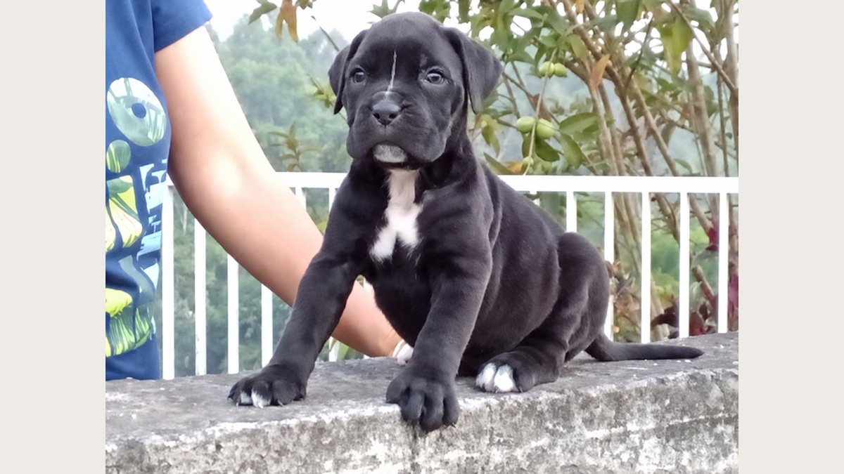 Jual Anjing Cane Coxer | Anjing Dijual Bali