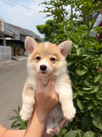 Jual Anjing Corgi Longhair | Anjing Dijual Bekasi