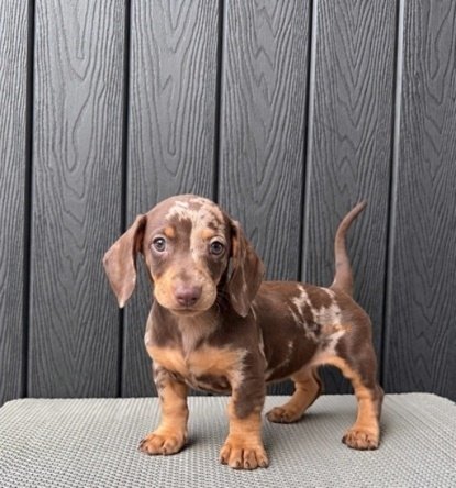 Jual Anjing Dachshund Dapple Cookie | Anjing Dijual Jakarta