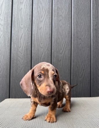 Cookie, puppy Dachshund atau Tekel warna dapple, foto galeri 2