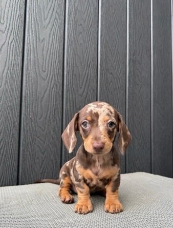 Dachshund dapple betina bernama Cookie saat duduk, foto galeri 3