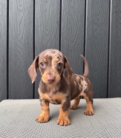 Puppy Dachshund dapple stambum dan sudah vaksin di Jakarta, foto galeri 4