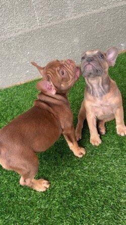 Jual Anjing French Bulldog Bali | Anjing Dijual Usia 3 Bulan