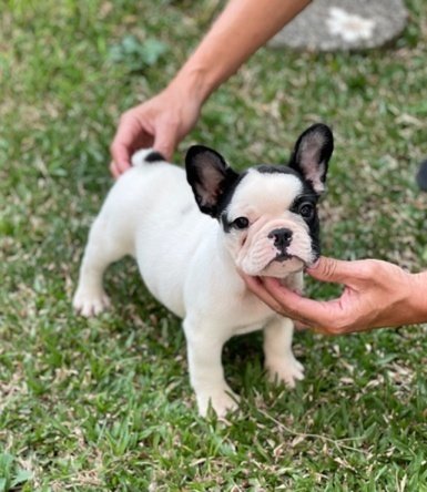 Frenchie jantan berdiri di atas rumput