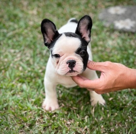 Foto dekat anakan French Bulldog jantan di Bandung