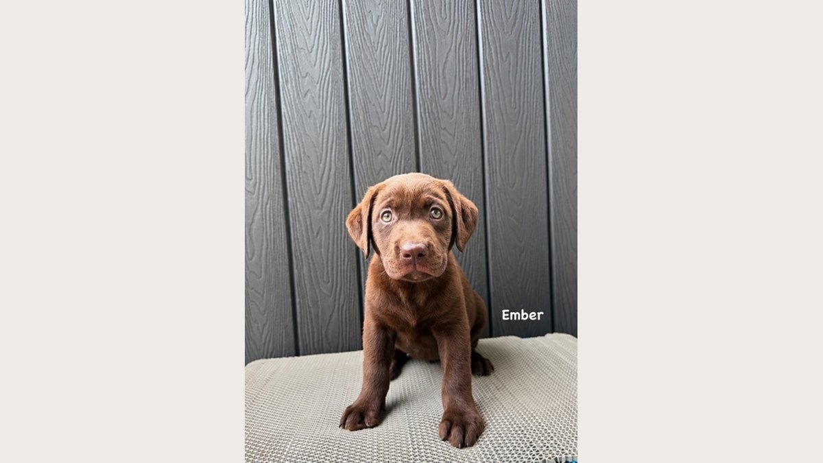 Jual Anjing Labrador Choco Jakarta | Anjing Dijual