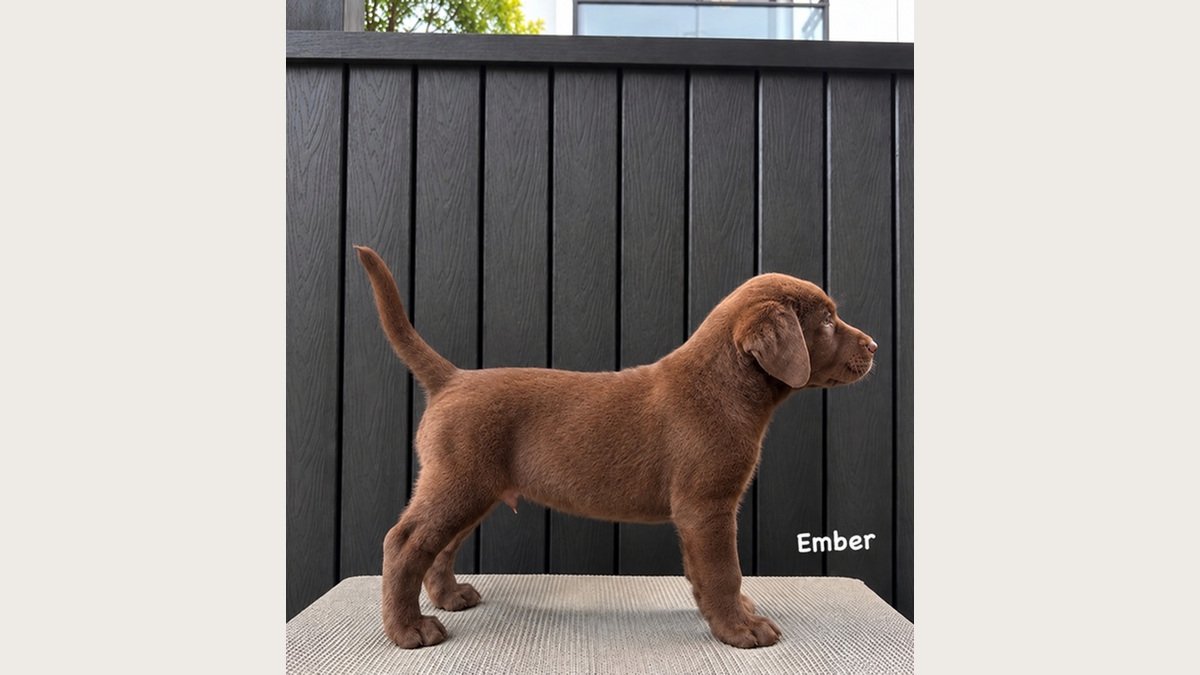 Ember, puppy Labrador choco betina, foto galeri 2