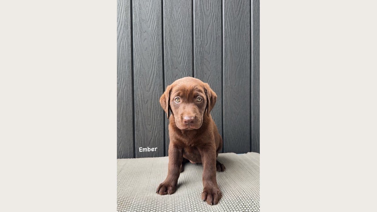 Puppy Labrador betina warna choco di Jakarta, foto galeri 3