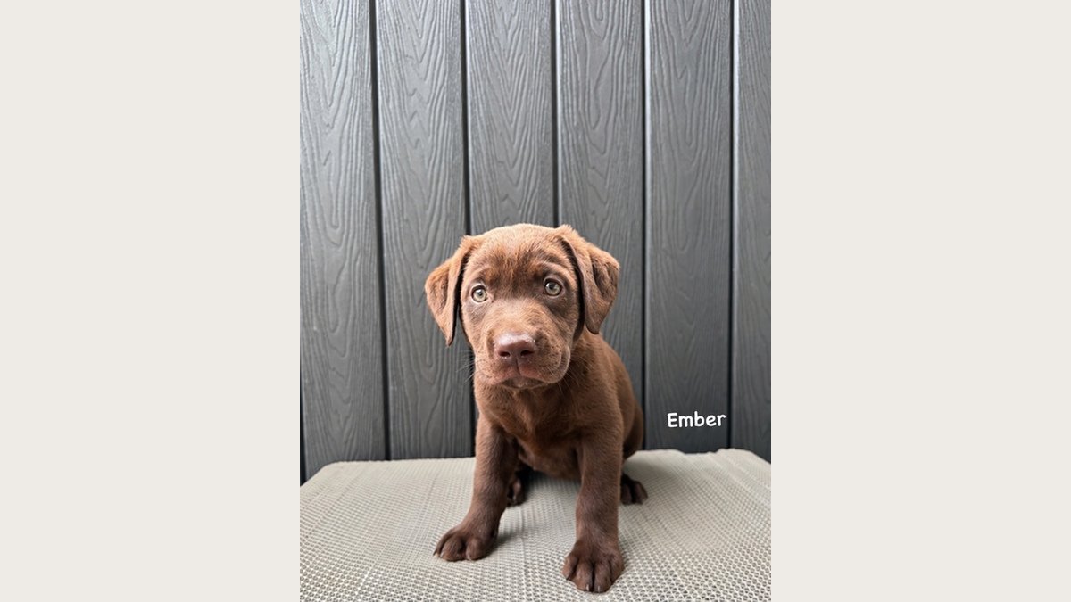Ember, Labrador choco stambum di Jakarta, foto galeri 4