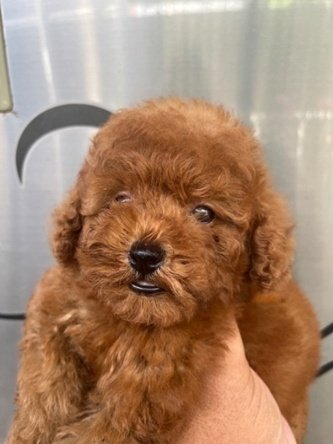 Jual Anjing Toy Poodle Bali | Anjing Dijual Super Red