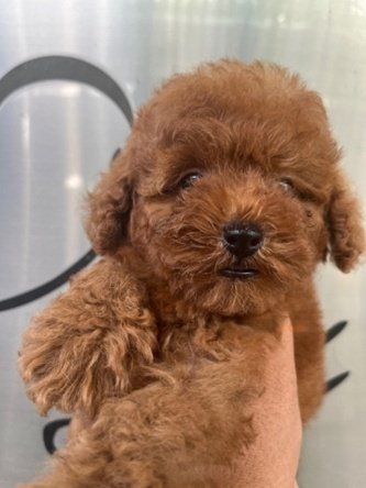Jual Anjing Toy Poodle Bali | Anjing Dijual Super Red - foto 2