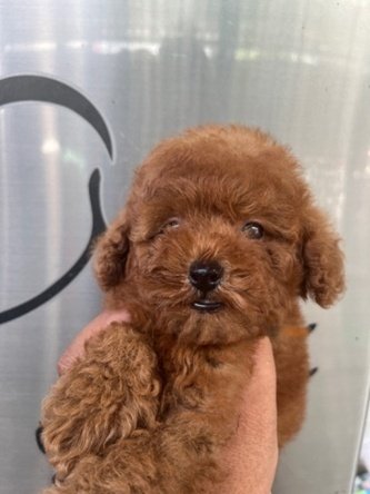 Jual Anjing Toy Poodle Bali | Anjing Dijual Super Red - foto 3