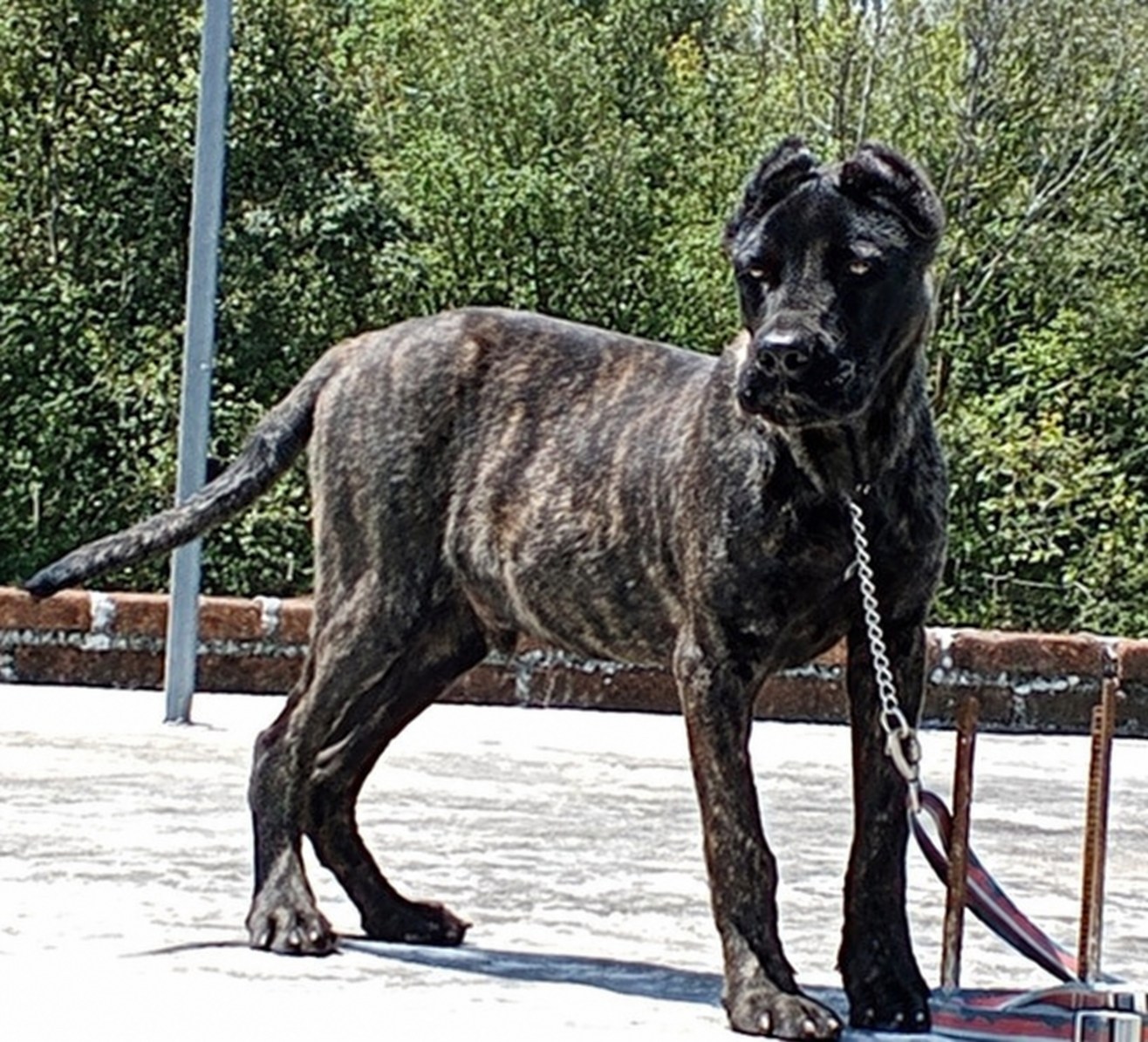 Jual Cane Corso Jantan Stambum di Bedugul Tabanan Bali