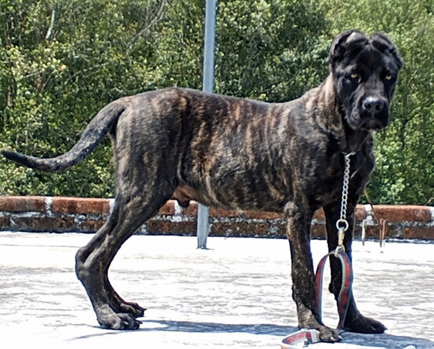 Cane Corso jantan berpostur besar umur tujuh bulan