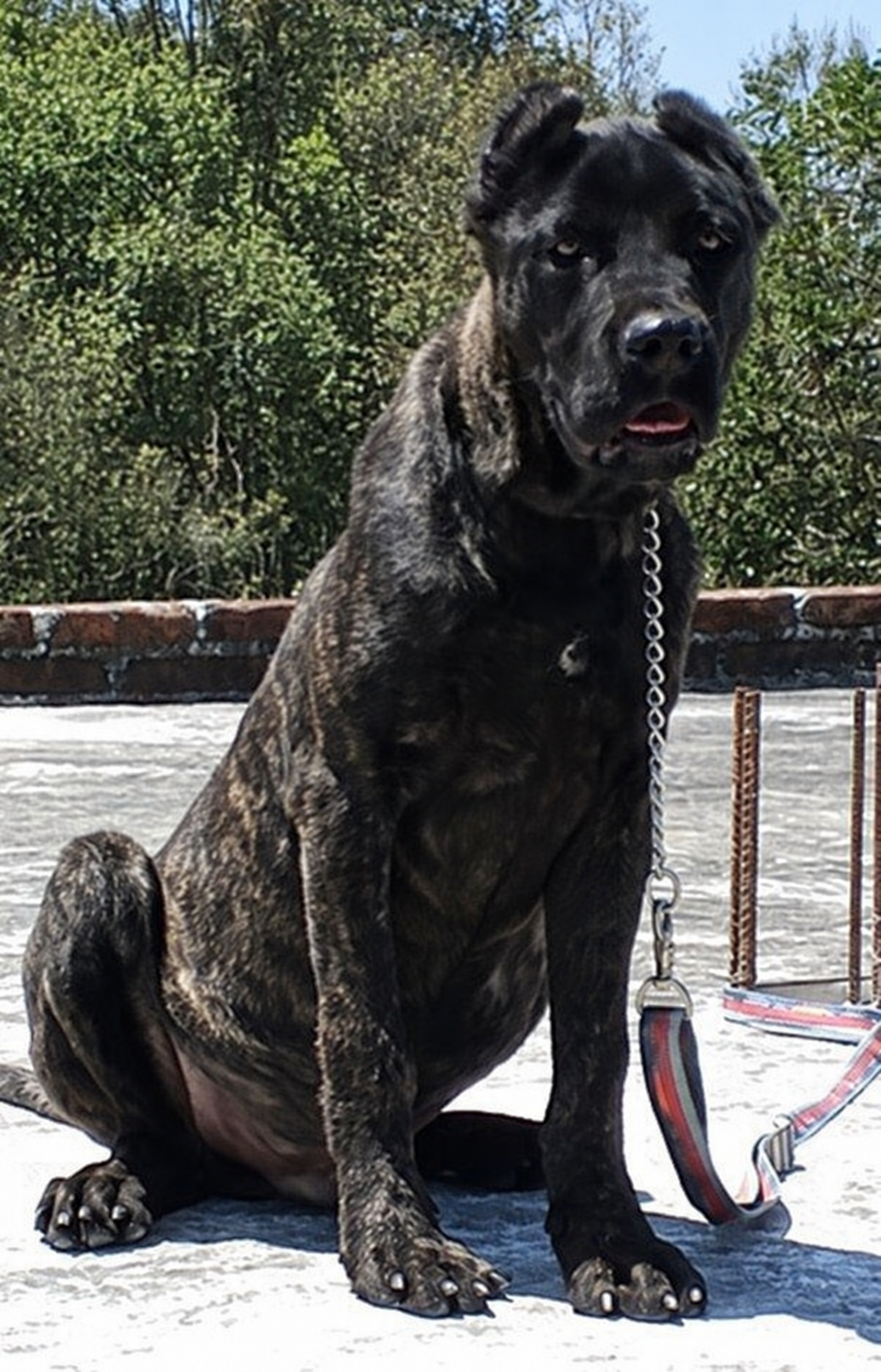 Cane Corso jantan sudah vaksin dan cocok sebagai anjing penjaga