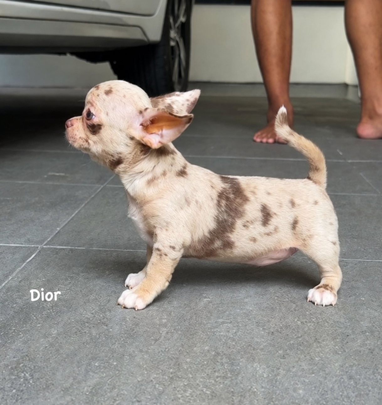 Jual Chihuahua Betina Exotic Merle Dior di Jakarta